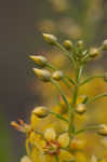 Loomis' yellow loosestrife